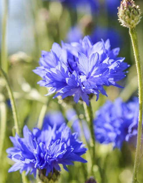 블루 수레국화씨앗 약 100립 꽃 야생화 9월~6월파종 1년생 (우리꽃연구소)