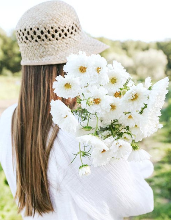 (5월중순재입고예정) 겹꽃 코스모스 더블클릭 스노우 퍼프 (흰색) 꽃씨앗 10립