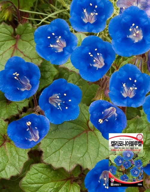 캘리포니아 블루벨 꽃씨앗 500립 일년생 가을파종 야생화 (세계종묘)