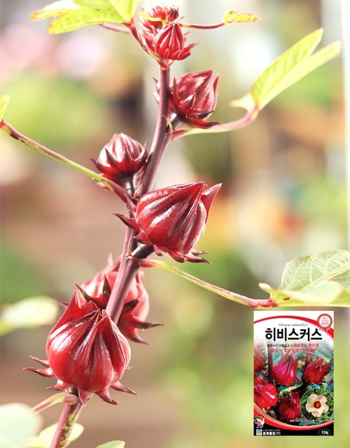 로젤 히비스커스 꽃씨앗 10립 식용꽃 (세계종묘)