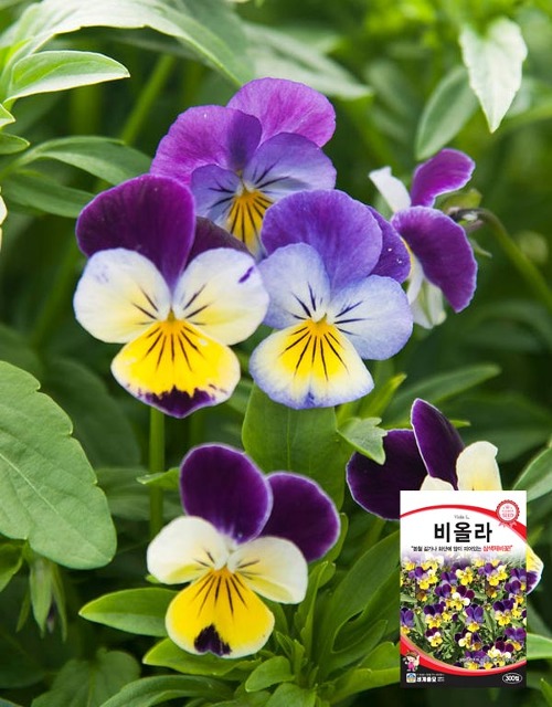 비올라씨앗 300립 식용꽃 삼색제비꽃 헬렌마운트 (세계종묘)