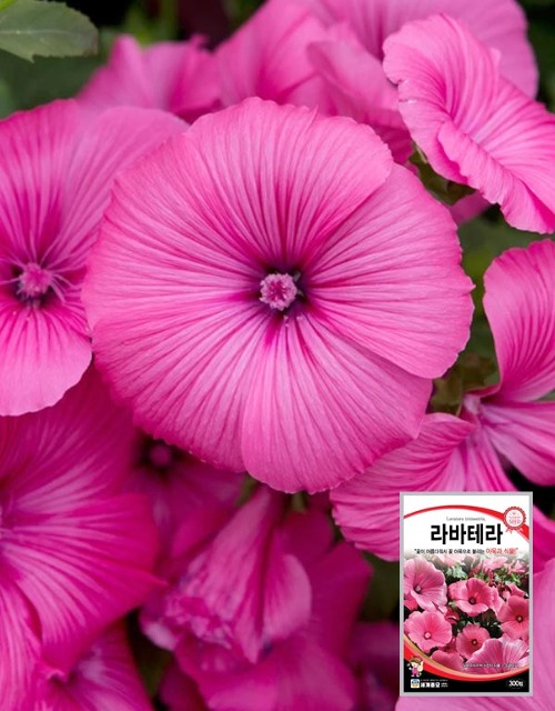 라바테라 꽃씨앗 300립 4월~6월파종 1년생 (세계종묘)