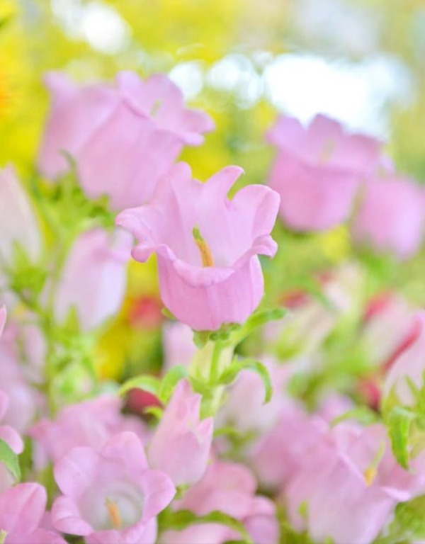 캄파눌라 어필 핑크 꽃씨앗 10립 (키작은품종)