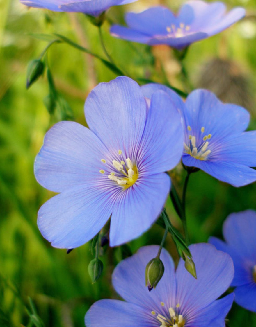 파란색꽃 꽃아마 씨앗 200립 다년생 (아람종묘)