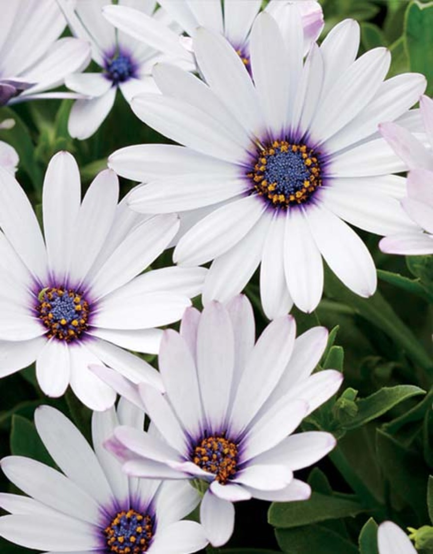 오스테오스펠멈 꽃씨앗 30립 흰색꽃 (우리꽃연구소)