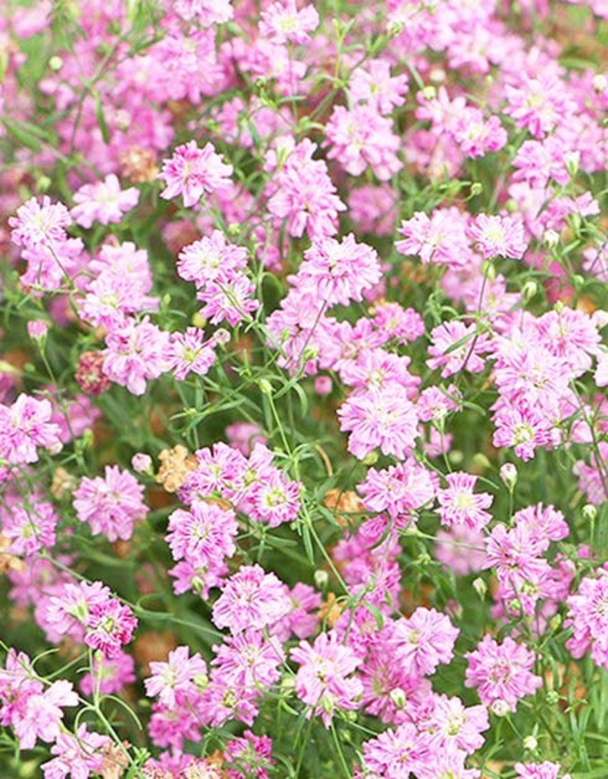 핑크 안개초 꽃씨앗 100립 1년생 9~6월파종 (우리꽃연구소)