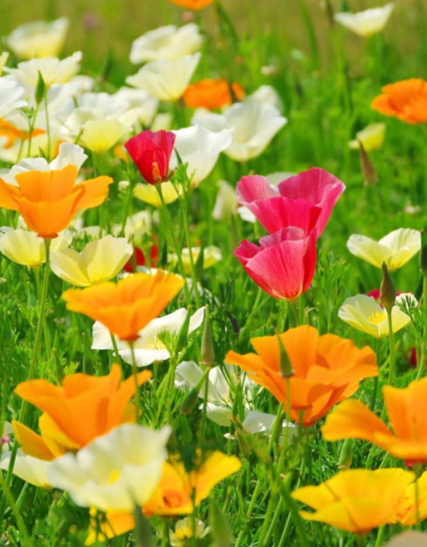 캘리포니아 양귀비 꽃씨앗 100립 혼합색상 2년생 (우리꽃연구소)