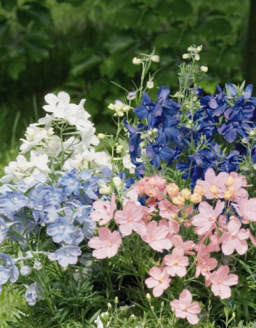 델피니움 썸머칼라즈 꽃씨앗 20립 혼합색상 (흰색,진파랑,파랑)
