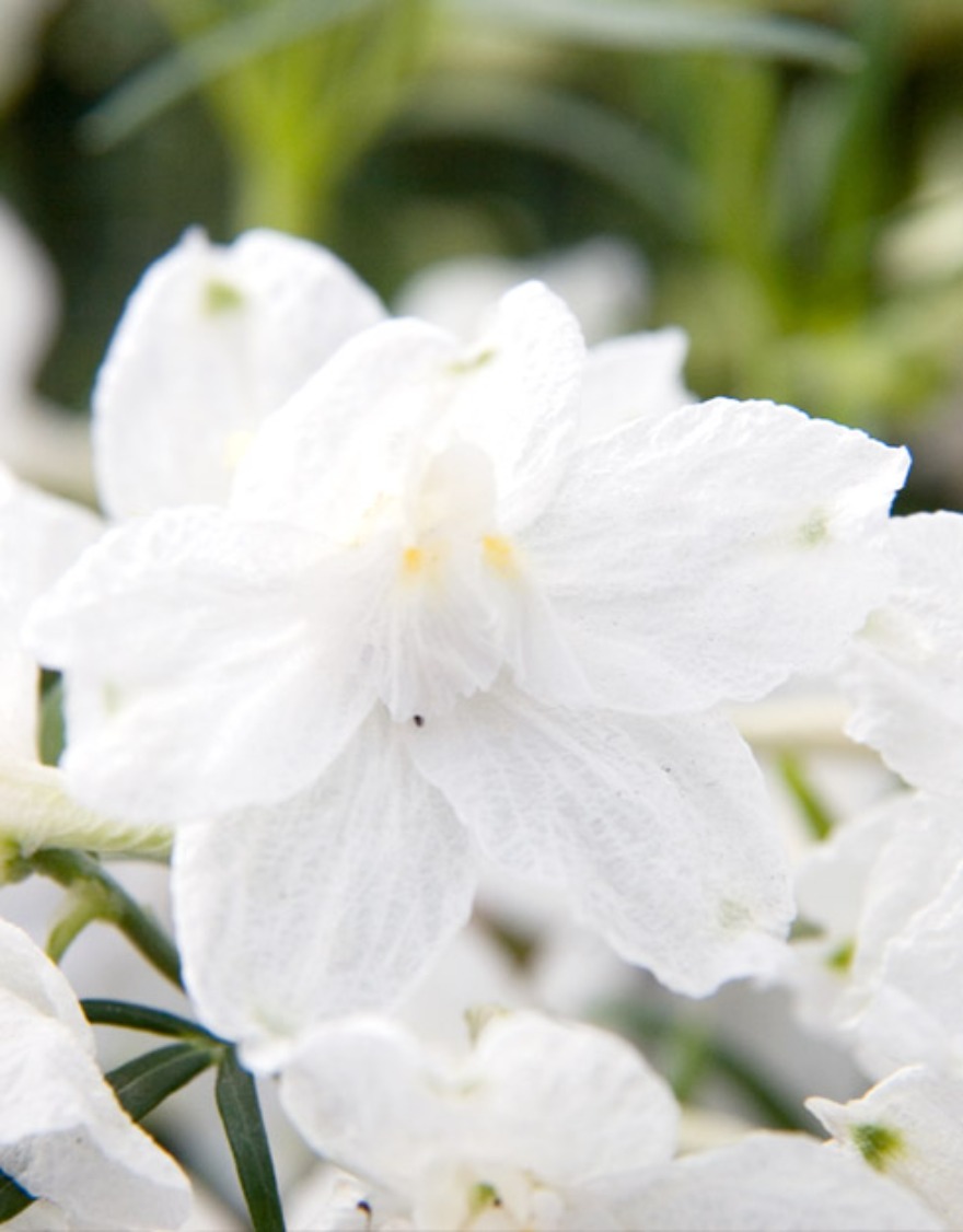 썸머스타 키작은 델피니움 꽃씨앗 20립 (흰색꽃)