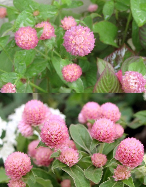 라스베가스 핑크 (분홍색) 천일홍 꽃씨앗 20립