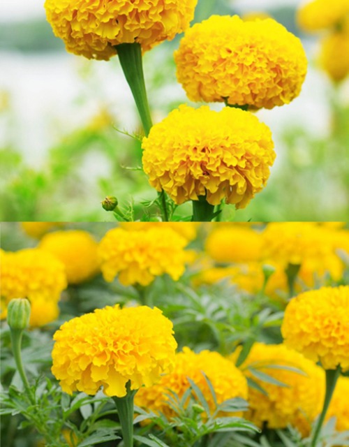 메리골드 Taishan Yellow 꽃씨앗 20립
