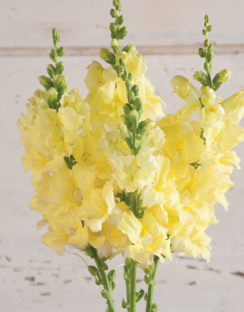 샹틸리 금어초 (Cream Yellow) 꽃씨앗 20립