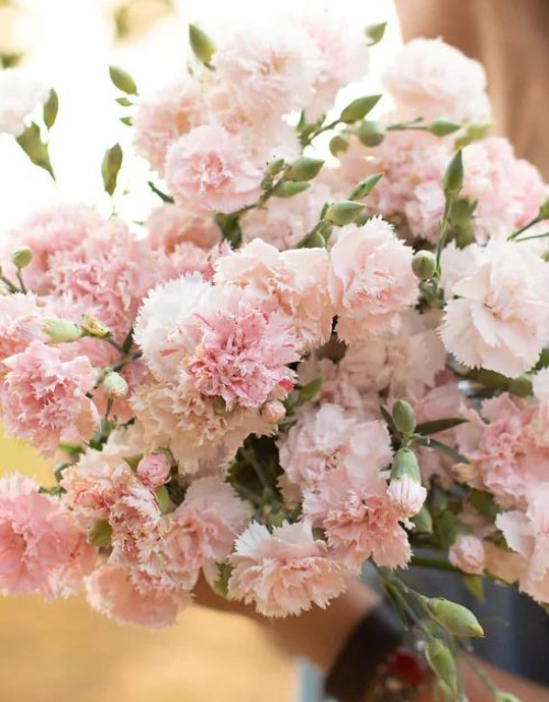 카네이션 샤보 라 프랑스 핑크 꽃 씨앗 10립