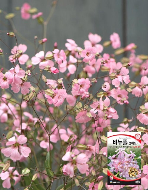 비누풀(숍워드) 꽃씨앗 200립  4월~6월파종 다년생 (세계종묘)