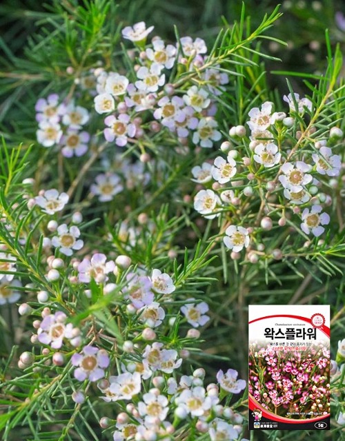 왁스플라워 꽃씨앗 5립 봄가을파종 다년생 (세계종묘)