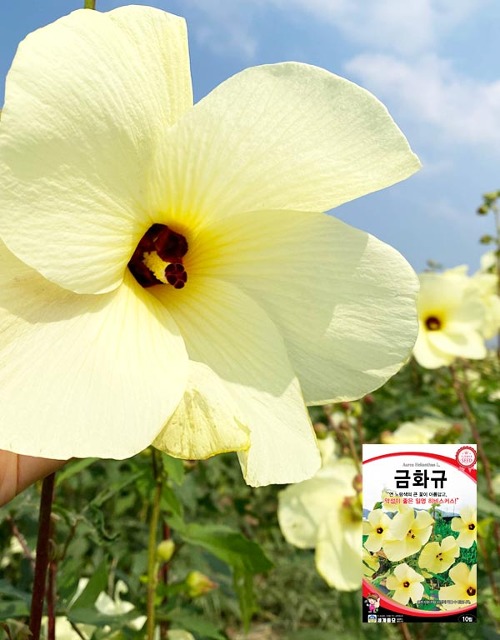 금화규 꽃씨앗 10립 4~5월파종 일년생 (세계종묘)