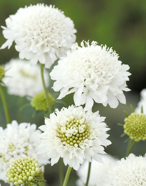 (키가큰) 흰색꽃 스카비오사 퀴스 화이트 15립 (절화용)