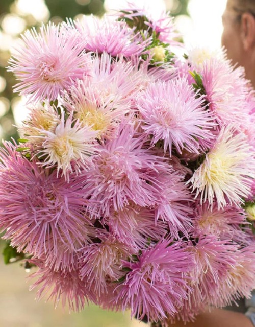 과꽃 발키리 핑크 꽃씨앗 20립
